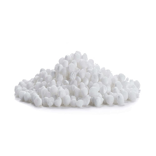 Sago Seeds